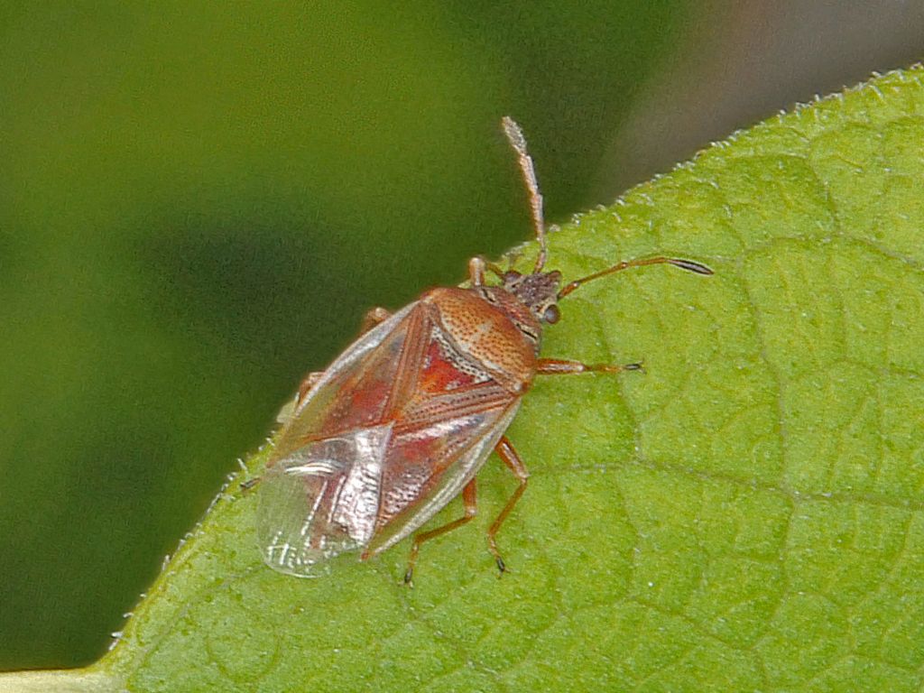 Miridae ?  No, Lygaeidae:  Kleidocerys da determinare